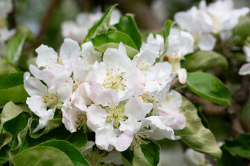Flowering tree. Apple tree branch with flowers on a blurred background