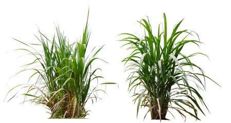 collection sugar plant PNG transparent removed original background 