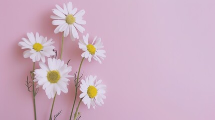 Minimalist White Daisy Chamomile on Pale Pink Background: Petal Contrast, Soft Aesthetic, and Floral Design Harmony