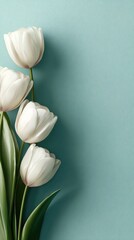 A close-up of four white tulips on a pale teal background