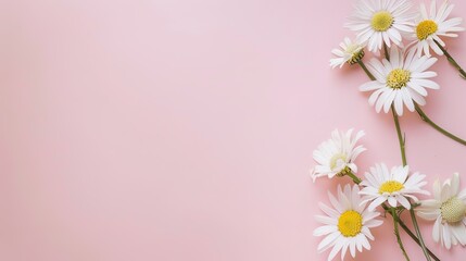 Minimalist White Daisy Chamomile on Pale Pink Background: Petal Contrast, Soft Aesthetic, and Floral Design Harmony