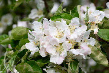 Flowering tree. Apple tree branch with flowers on a blurred background