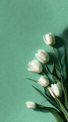 White tulips on teal background (1)