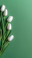 White tulips on a green background