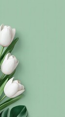 White tulips arranged on a mint green background
