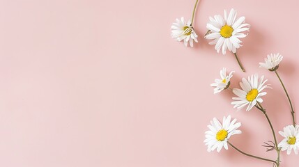Minimalist White Daisy Chamomile on Pale Pink Background: Petal Contrast, Soft Aesthetic, and Floral Design Harmony