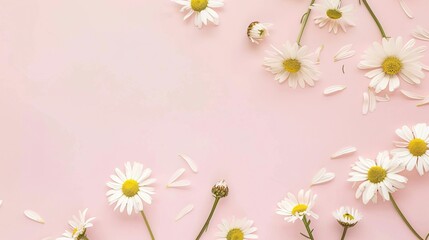 Minimalist White Daisy Chamomile on Pale Pink Background: Petal Contrast, Soft Aesthetic, and Floral Design Harmony