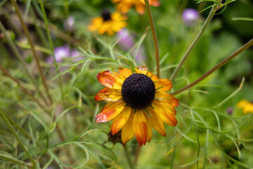 orange rudbeckia flower in the garden