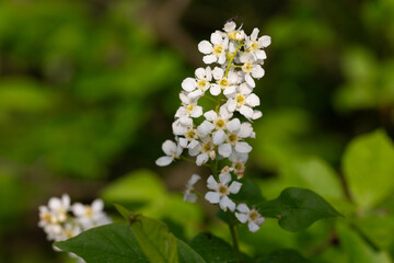 Bird cherry branch with white flowers - Latin name - Prunus padus