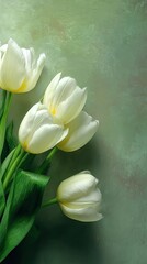 Delicate white tulips on a textured sage green background