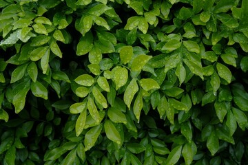 green leaves background