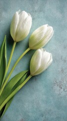Three pristine white tulips on a teal background