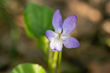 A close-up shot of a light blue dog-violet (Viola Canina)