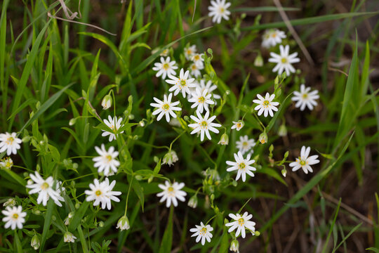 Stellaria holostea. delicate forest flowers of the chickweed, Stellaria holostea or Echte Sternmiere. floral background. white flowers on a natural background. close-up, macro photo - Powered by Adobe