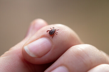 a tick crawls mite on a person's arm, close-up, macro