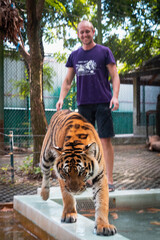 Fit man and a tiger. Thailand, Phuket. High resolution photo.