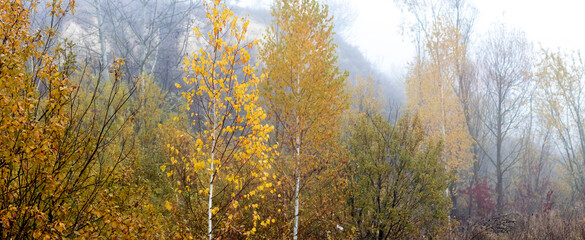 Autumn misty forest trees changing leaf color yellow golden mysterious tranquil landscape natural light