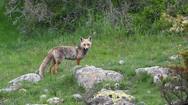fox running
