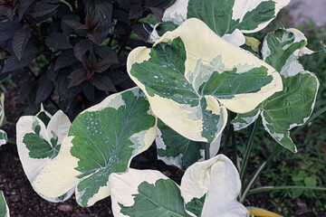 The galadium plant has bright green and white leaves.