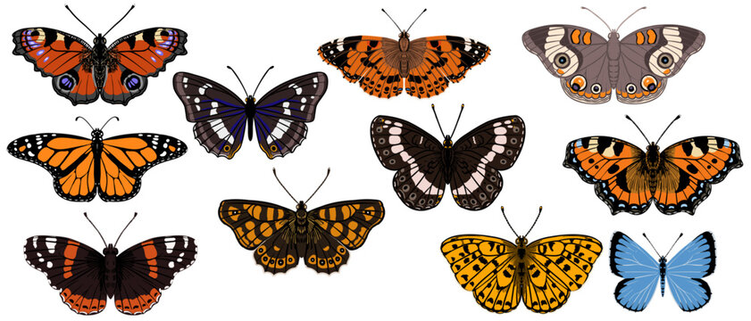 vector drawing set of butterflies isolated at white background, natural elements, insects, hand drawn illustration