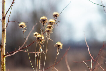 Dry brown plants fluffy inflorescences foreground blurred light background branches peaceful natural winter atmosphere