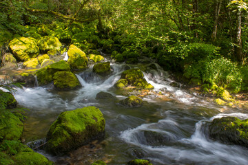 Forest stream running over mossy rocks - Triglav National Park in Slovenia