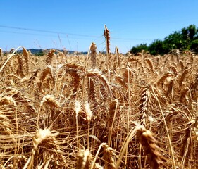 golden ears of wheat on a background of blue sky in summer