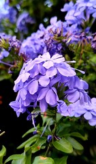 purple flowers in the garden, closeup of beautiful purple flowers
