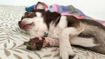 Chihuahua puppy sleeping on the bed in the room.