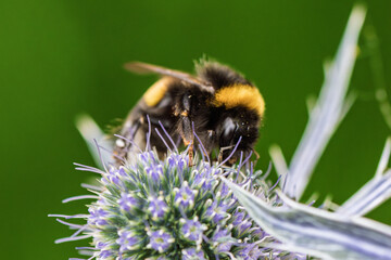 A CloseUp Image Featuring a Bumblebee on a Beautiful Purple Flower in Natures Splendor