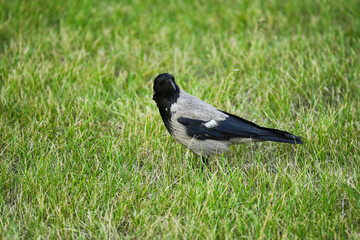 Hooded crow (Corvus cornix) standing on a grassy field. Wild urban bird in natural environment. Wildlife photography, nature and animal behavior concept