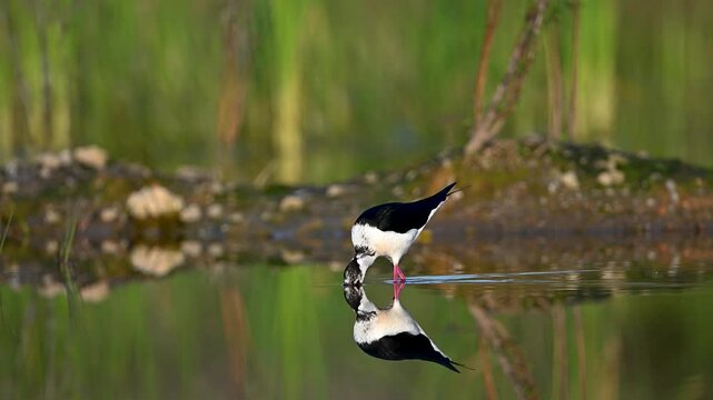 Black-winged Stilt feeding in water