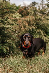 Black and tan dachshund dog wearing red collar outdoors

