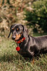 Black and tan dachshund dog wearing red collar outdoors
