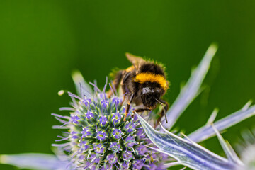 A CloseUp Image Featuring a Bumblebee on a Beautiful Purple Flower in Natures Splendor