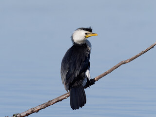 Little Pied Cormorant, little shag or kawaupaka (Microcarbo melanoleucos) perched on a branch with water view in background.