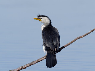 Little Pied Cormorant, little shag or kawaupaka (Microcarbo melanoleucos) perched on a branch with...