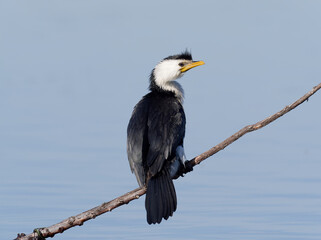 Little Pied Cormorant, little shag or kawaupaka (Microcarbo melanoleucos) perched on a branch with...