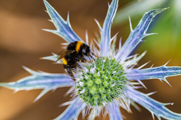 A CloseUp Image Featuring a Bumblebee on a Beautiful Purple Flower in Natures Splendor