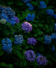 Multicolor Hydrangea Cluster in Lush Foliage