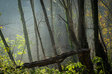 Paisaje de otoño, bosque de ribera.