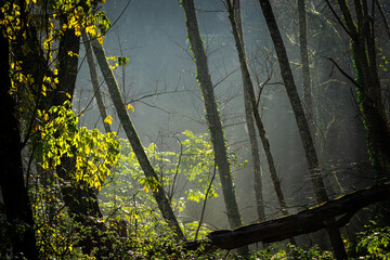 Paisaje de otoño, bosque de ribera.