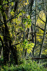 Paisaje de otoño, bosque de ribera.