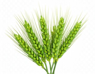 Green wheat ears