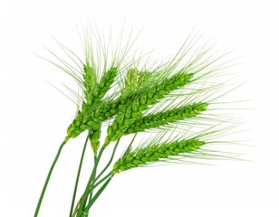 Green wheat sprigs isolated