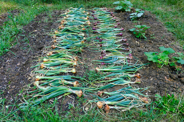Freshly lifted red and yellow onions laid out to dry on the ground
