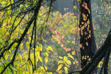 Paisaje de otoño, bosque de ribera.