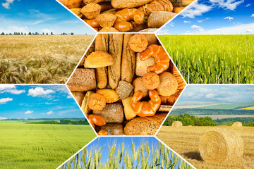 Collage with different types bread and agricultural fields with young and ripe wheat.