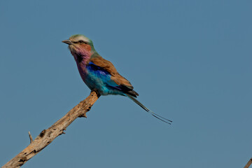 A vibrant Lilac-breasted Roller perches near Crocodile Bridge Gate, showcasing its brilliant...