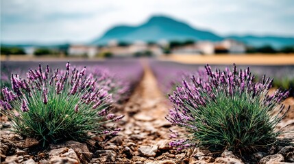Lavender field blooming near small Italian village with distant mountains in soft focus